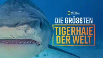 Die größten Tigerhaie der Welt