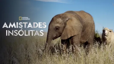 Amistades insólitas