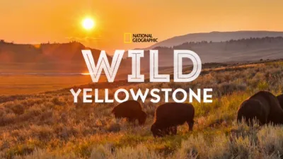 Wild Yellowstone