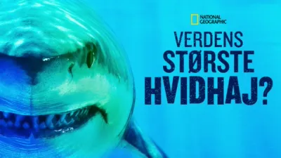 Verdens største hvidhaj?