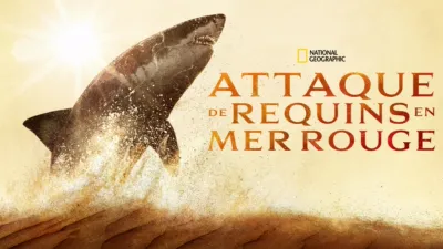 Attaque de requins en mer Rouge