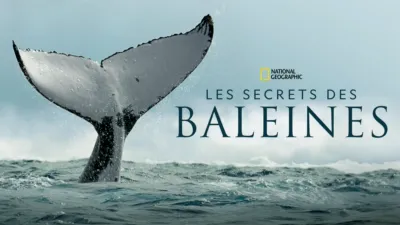Les secrets des baleines
