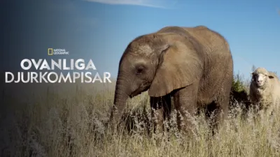 Ovanliga djurkompisar