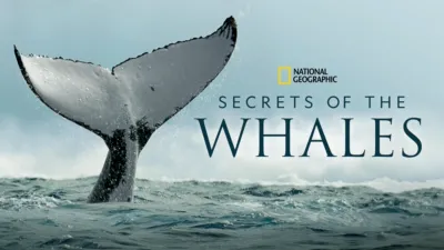 Secrets Of The Whales