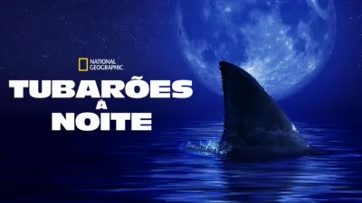 Tubarões à Noite