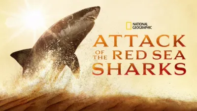 Attack of the Red Sea Sharks