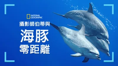 攝影師伯蒂與海豚零距離