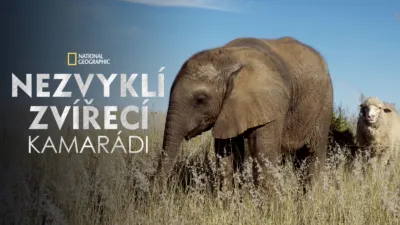 Nezvyklí zvířecí kamarádi