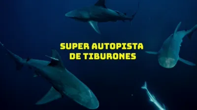 Súper autopista de tiburones