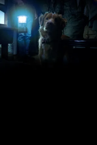 thumbnail - Good Boy