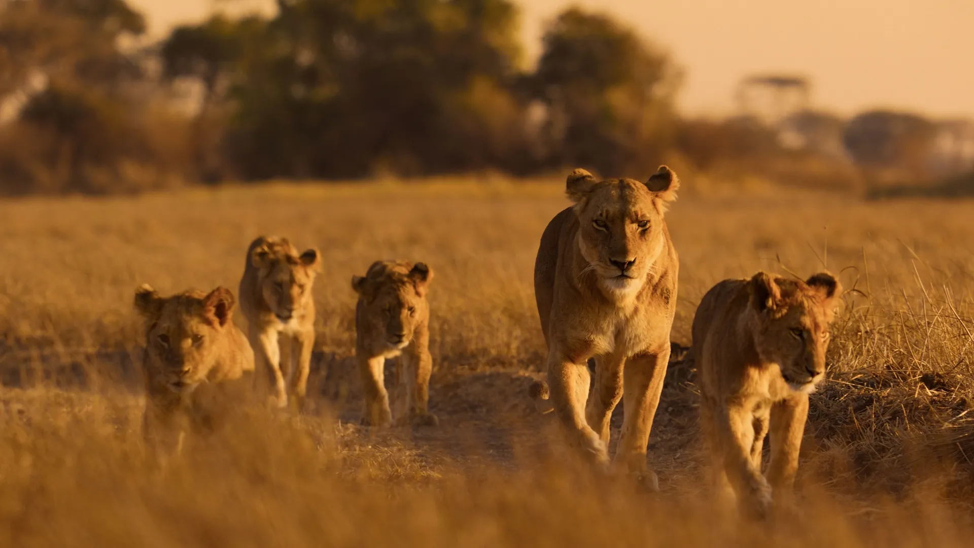 Africa Earth’s Wild Home