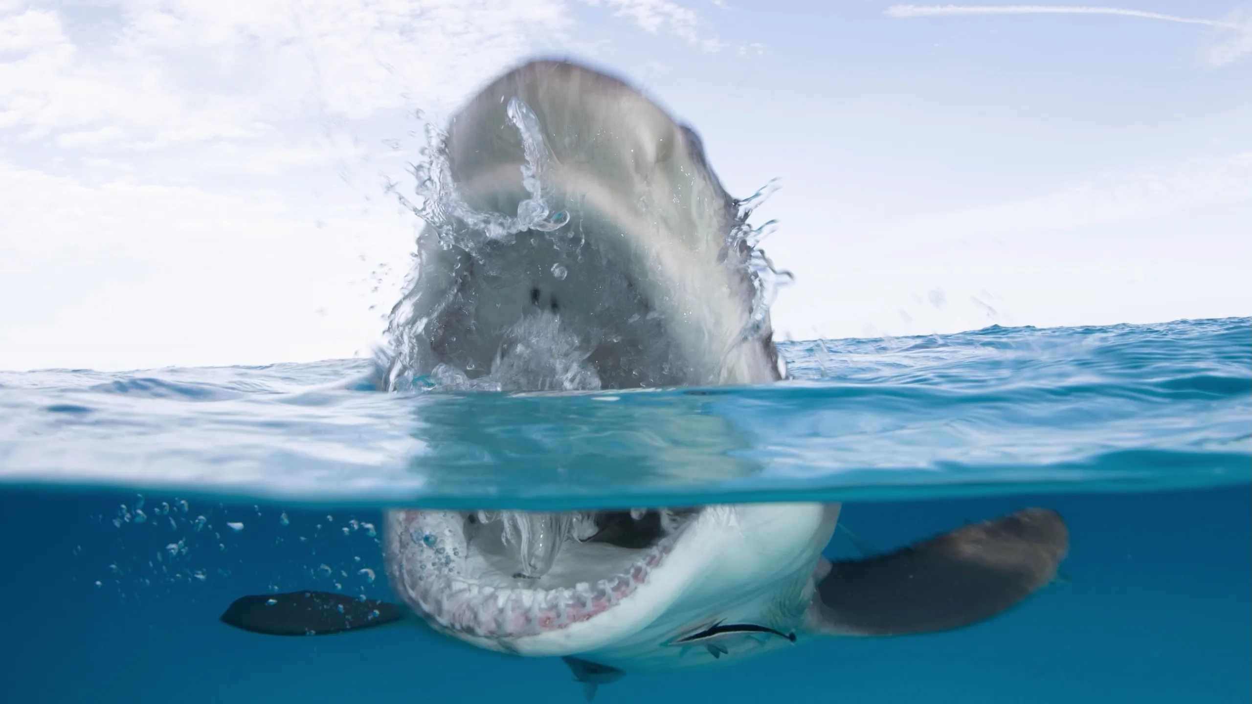 An over/under the water shot of a lemon shark exposing its teeth at the surface.
