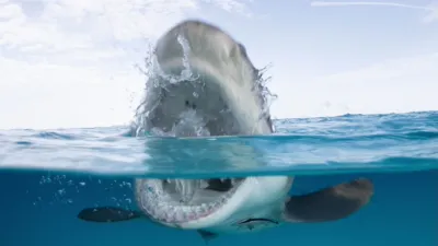 An over/under the water shot of a lemon shark exposing its teeth at the surface.