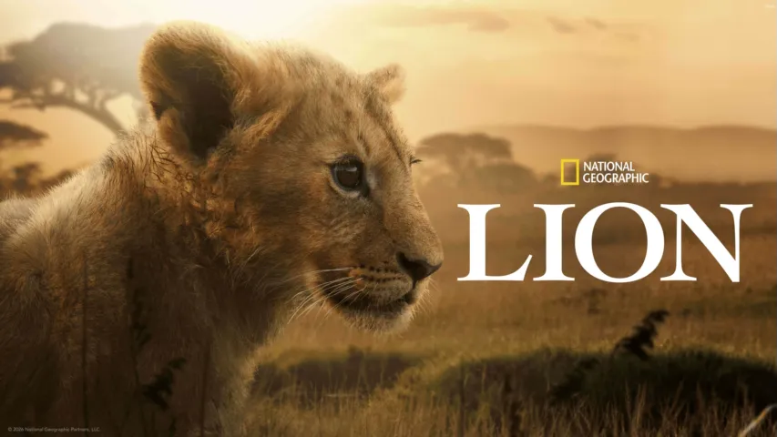 National Geographic: Lion Poster