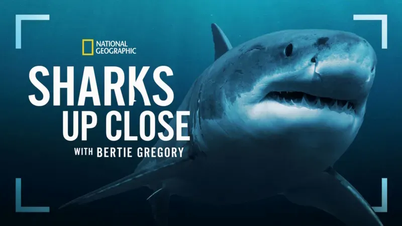 Title art for the National Geographic shark documentary Sharks Up Close With Bertie Gregory.